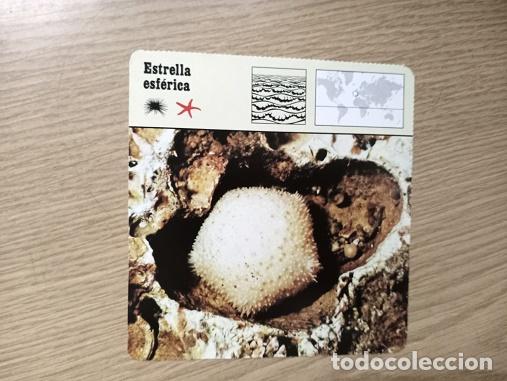 Coleccionismo: FICHA ANIMAL - ESTRELLA ESFERICA - Foto 1