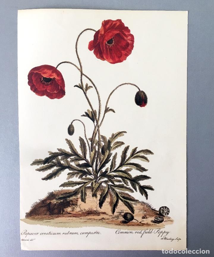 Collezionismo: L&Aacute;MINA ILUSTRACI&Oacute;N BOT&Aacute;NICA - AMAPOLA - TAMA&Ntilde;O A4 PAPEL GRUESO - ILUSTRACI&Oacute;N FLORES
