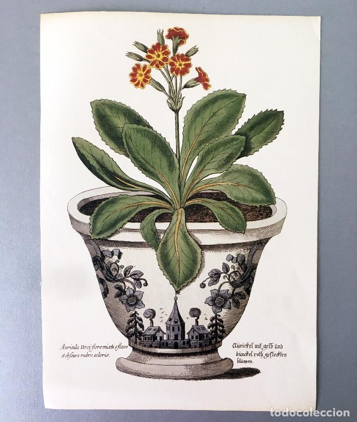 Coleccionismo: L&Aacute;MINA ILUSTRACI&Oacute;N BOT&Aacute;NICA - AURICULA - TAMA&Ntilde;O A4 PAPEL GRUESO - ILUSTRACI&Oacute;N FLORES
