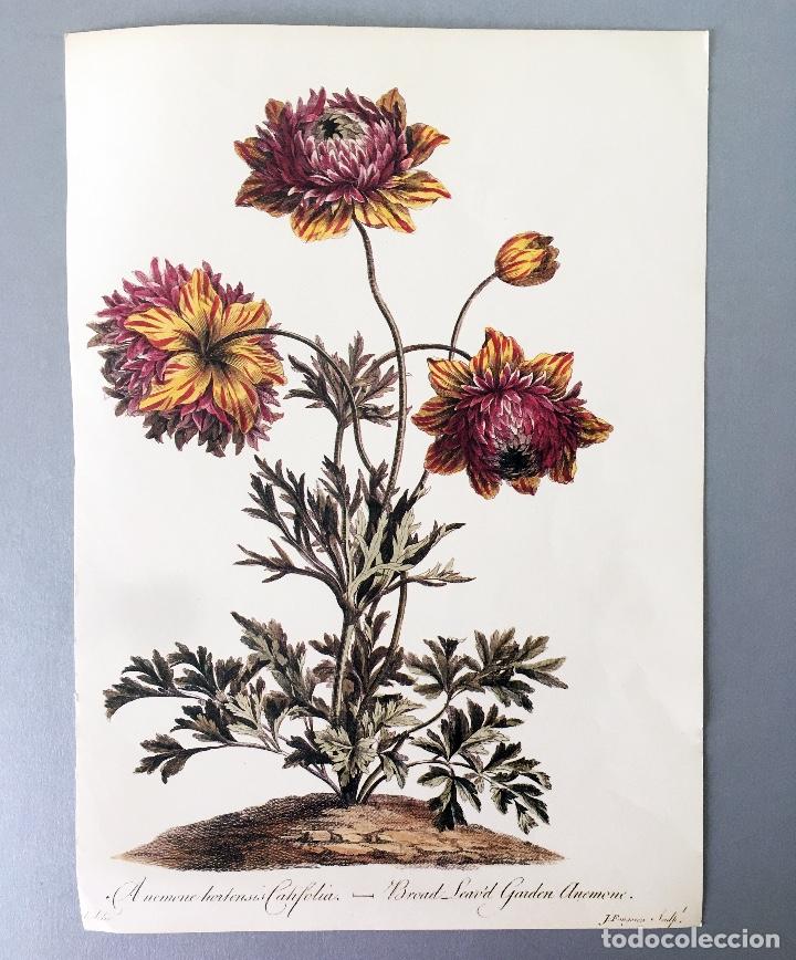 Collezionismo: L&Aacute;MINA ILUSTRACI&Oacute;N BOT&Aacute;NICA - AN&Eacute;MONA - TAMA&Ntilde;O A4 PAPEL GRUESO - ILUSTRACI&Oacute;N FLORES