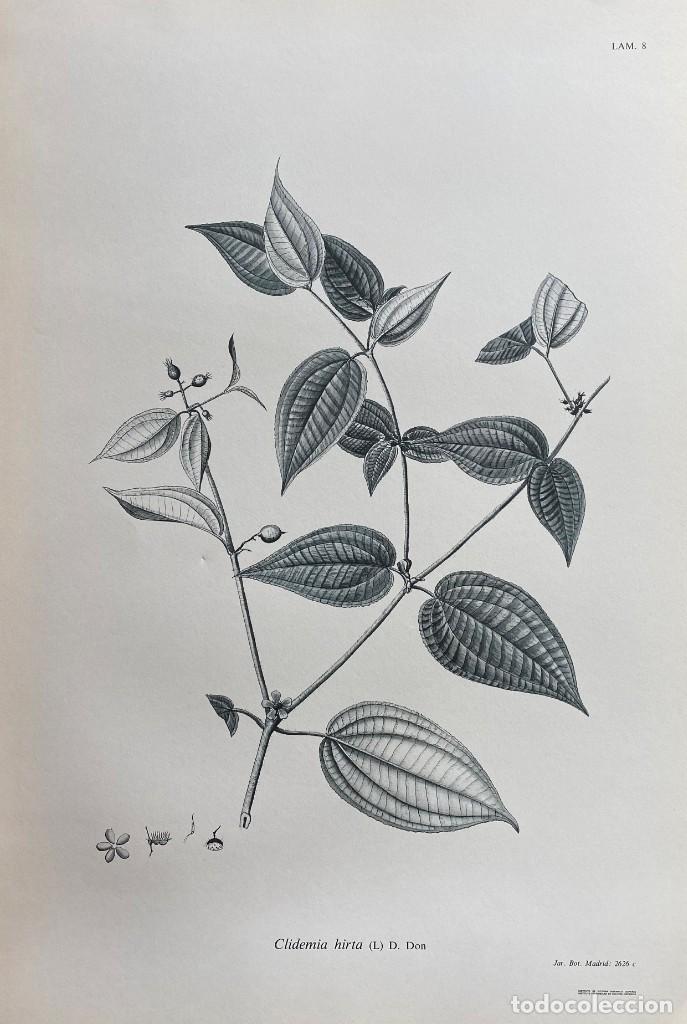 Coleccionismo: FLORA DE LA REAL EXPEDICI&Oacute;N BOT&Aacute;NICA DEL NUEVO REINO DE GRANADA. LAM. 8. LAMIFLORA-008 ,6
