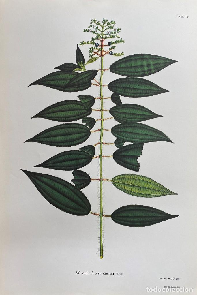 Coleccionismo: FLORA DE LA REAL EXPEDICI&Oacute;N BOT&Aacute;NICA DEL NUEVO REINO DE GRANADA. LAM. 18. LAMIFLORA-018 ,8