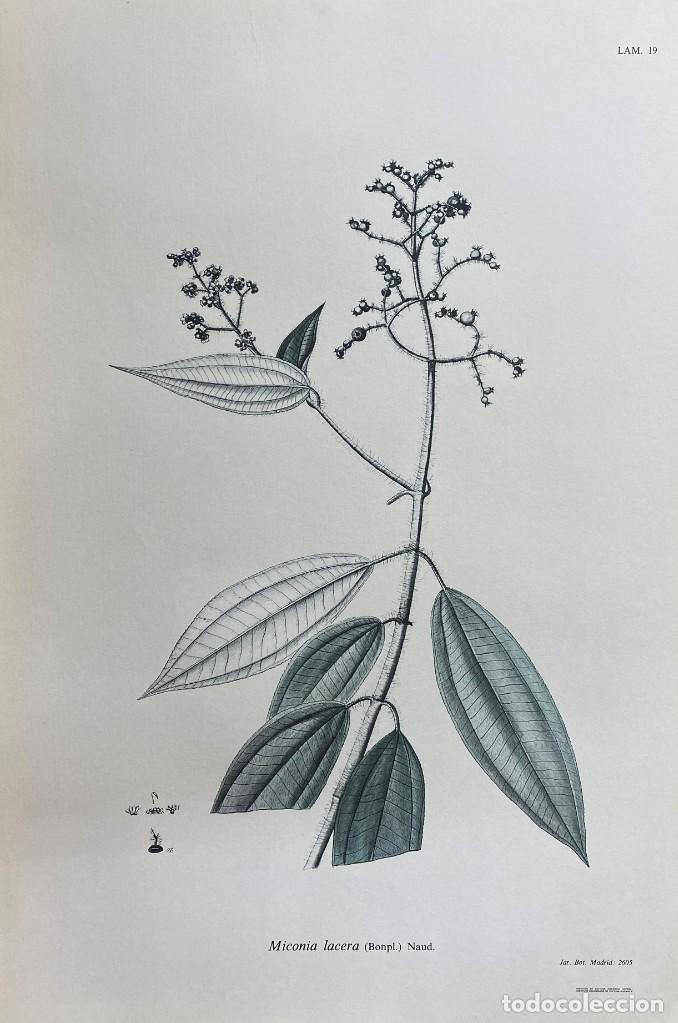 Coleccionismo: FLORA DE LA REAL EXPEDICI&Oacute;N BOT&Aacute;NICA DEL NUEVO REINO DE GRANADA. LAM. 19. LAMIFLORA-019 ,8