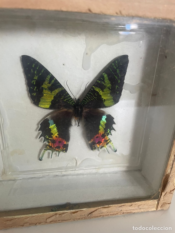 Coleccionismo: Cuadro mariposa antiguo - Foto 2