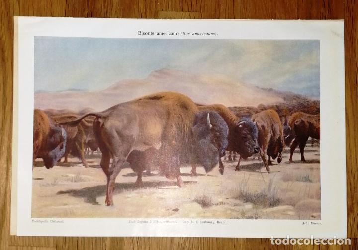 Colecionismo: L&Aacute;MINA. BISONTE AMERICANO (Bos americanus) / Imp. M. Oldenbourg, Berl&iacute;n. - Jos&eacute; Espasa e Hijos, 1924