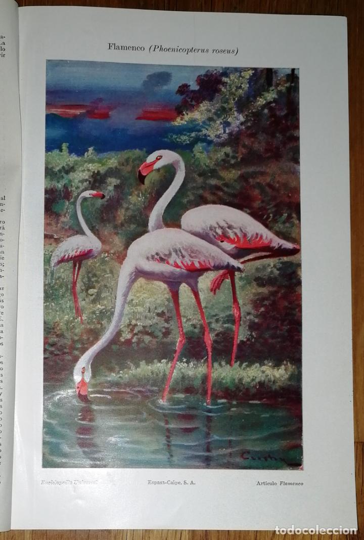 Coleccionismo: L&Aacute;MINA. FLAMENCO (Phoenicopterus roseus). - Espasa-Calpe, 1924