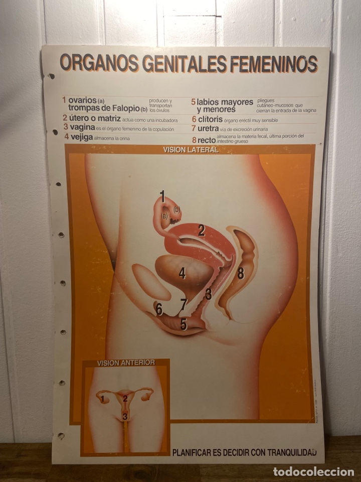 Coleccionismo: 6 L&aacute;minas de medicina - Foto 2