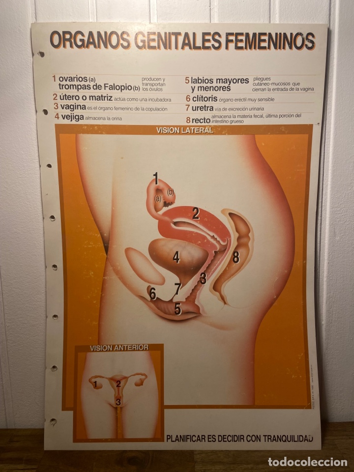 Coleccionismo: 6 L&aacute;minas de medicina - Foto 3