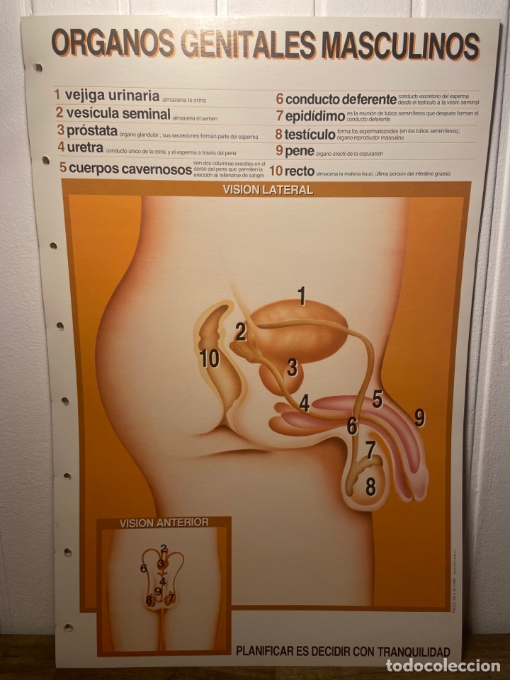 Coleccionismo: 6 L&aacute;minas de medicina - Foto 4