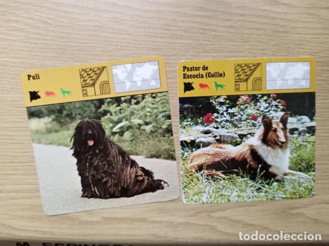 Coleccionismo: FICHAS ANIMALES --- PULL - PASTOR DE ESCOCIA COLLIE - Foto 1
