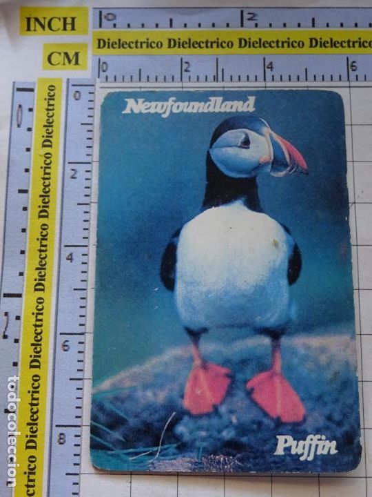 Coleccionismo: IM&Aacute;N DE NEVERA. SOUVENIR RECUERDO TURISMO. NEWFOUNDLAND & LABRADOR CANAD&Aacute;. PUFFIN FRAILECILLOS
