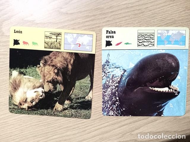 Coleccionismo: FICHAS ANIMALES --- LEON - FALSA ORCA - Foto 1