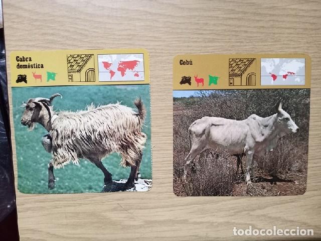 Coleccionismo: FICHAS ANIMALES --- CABRA DOMESTICA - CEBU - Foto 1