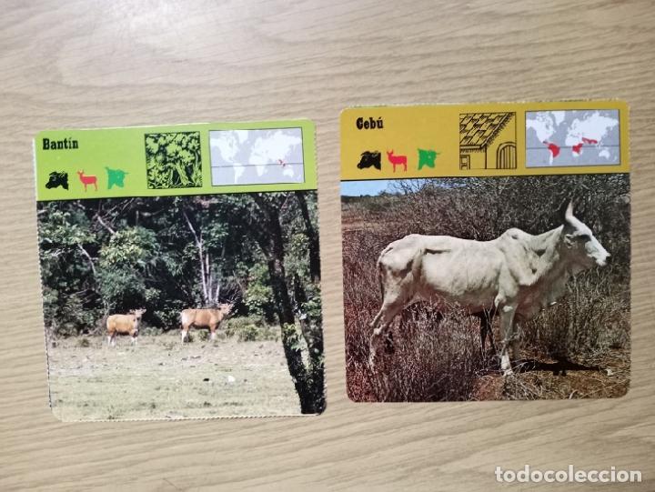 Coleccionismo: FICHAS ANIMALES --- BANTIN - CEBU - Foto 1