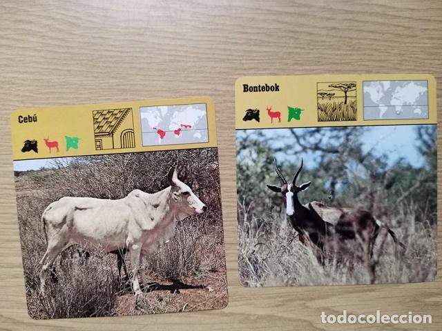 Coleccionismo: FICHAS ANIMALES --- CEBU - BONTEBOK - Foto 1