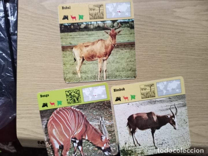 Coleccionismo: FICHAS ANIMALES --- BUBUL - BONGO - BLESBOK - Foto 1