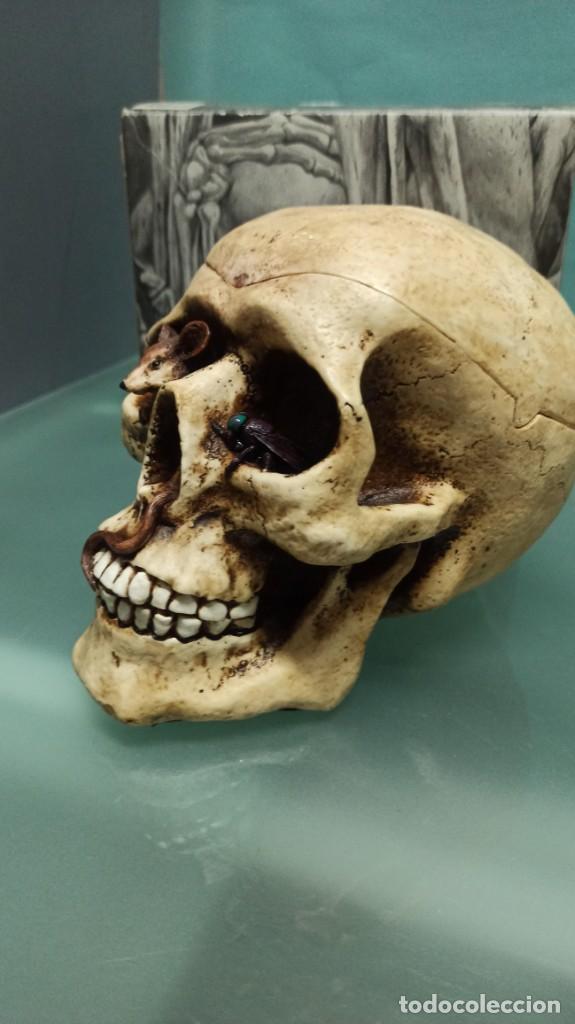 Coleccionismo: CALAVERA RESINA RAT&Oacute;N Y MOSCA - Foto 2