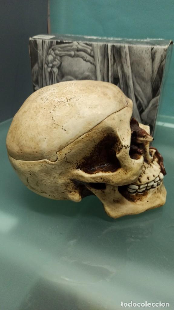 Coleccionismo: CALAVERA RESINA RAT&Oacute;N Y MOSCA - Foto 4