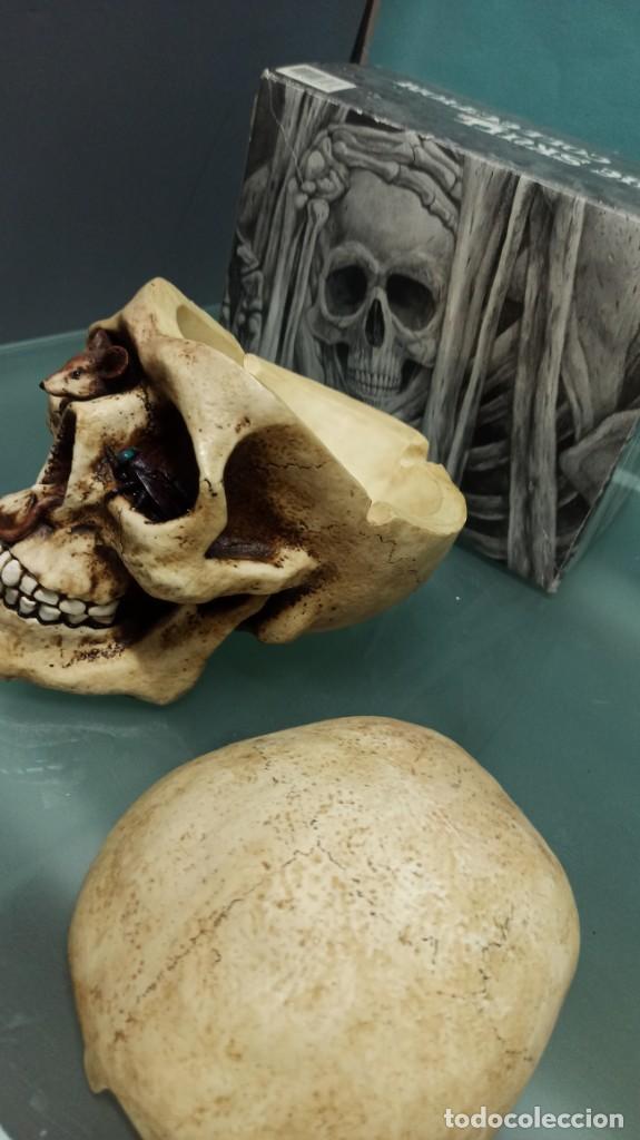 Coleccionismo: CALAVERA RESINA RAT&Oacute;N Y MOSCA - Foto 5
