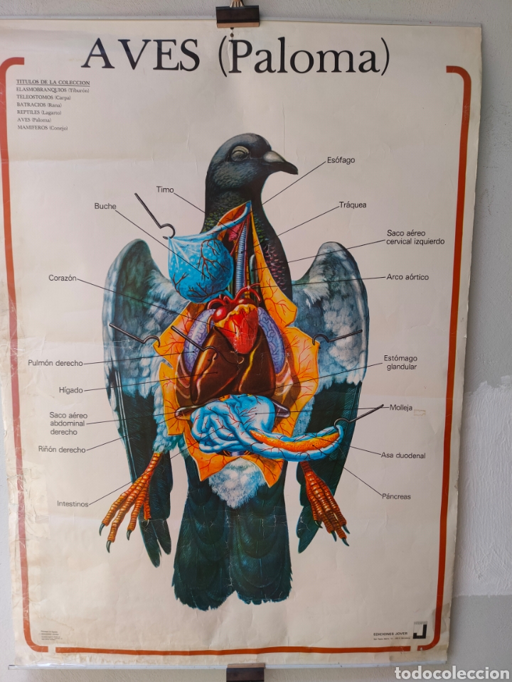 Coleccionismo: LAMINA MURAL ESCOLAR.AVES.PALOMA.EDICIONES JOVER. 99X70 CM.