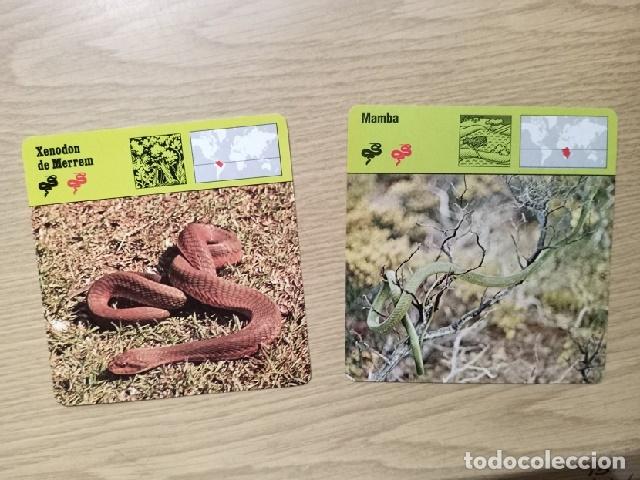 Coleccionismo: FICHAS ANIMALES -- XENODON DE MERREM - MAMBA - Foto 1