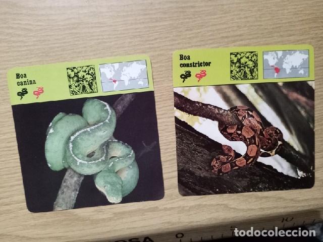 Coleccionismo: FICHAS ANIMALES -- BOA CANINA - BOA CONSTRICTOR - Foto 1