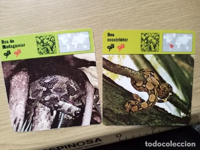 Coleccionismo: FICHAS ANIMALES -- BOA CONSTRICTOR DE MADAGASCAR - BOA CONSTRICTOR - Foto 1