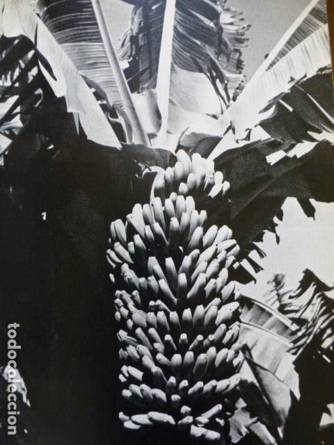 Coleccionismo: GRAN CANARIA ANTIGUA LAMINA HUECOGRABADO