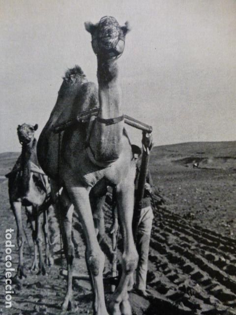 Collectionnisme: LANZAROTE ANTIGUA LAMINA HUECOGRABADO