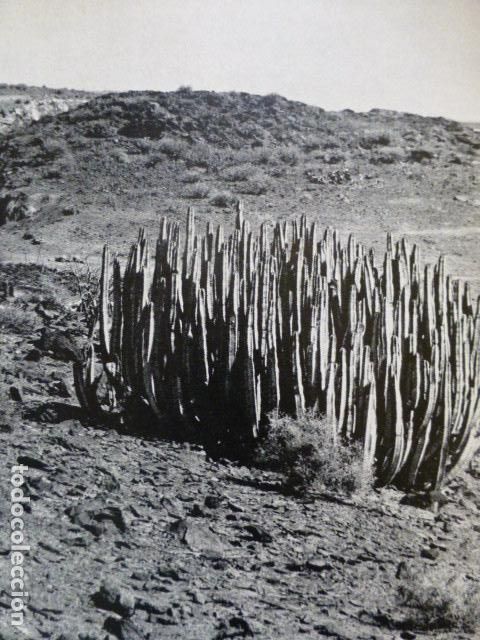 Collezionismo: GRAN CANARIA ANTIGUA LAMINA HUECOGRABADO