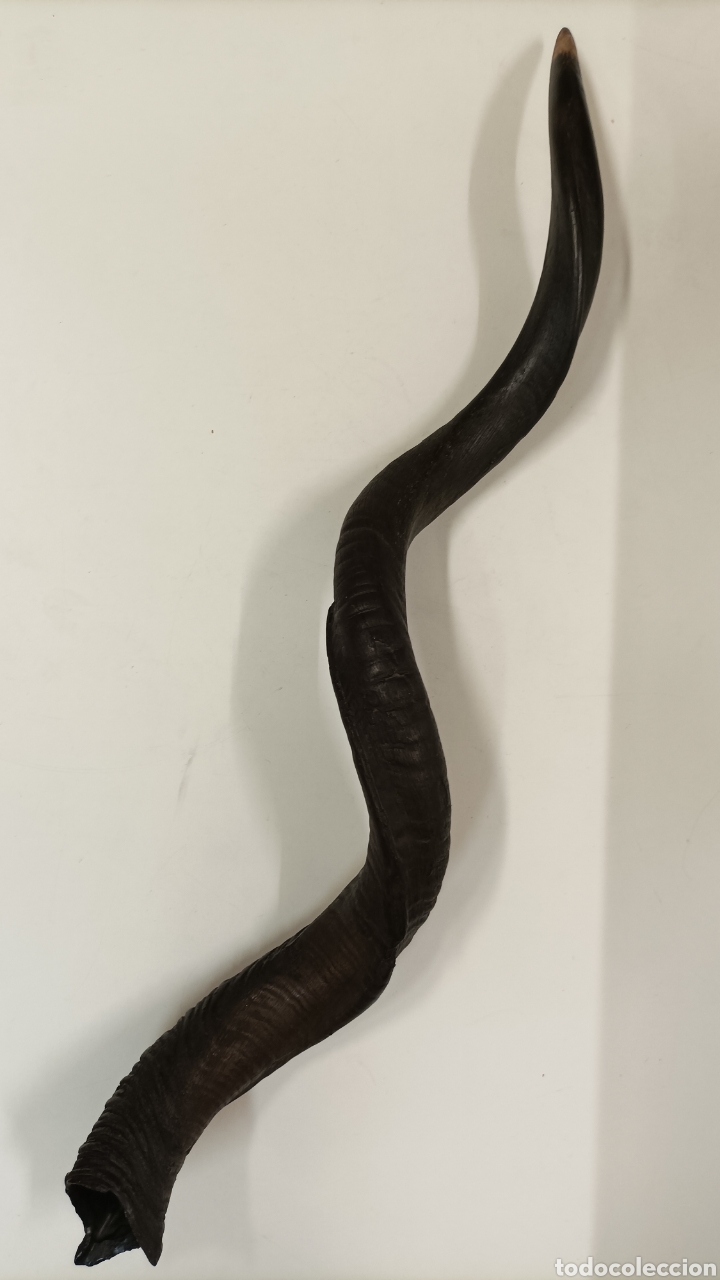 Coleccionismo: Cuerno kudu - Foto 2