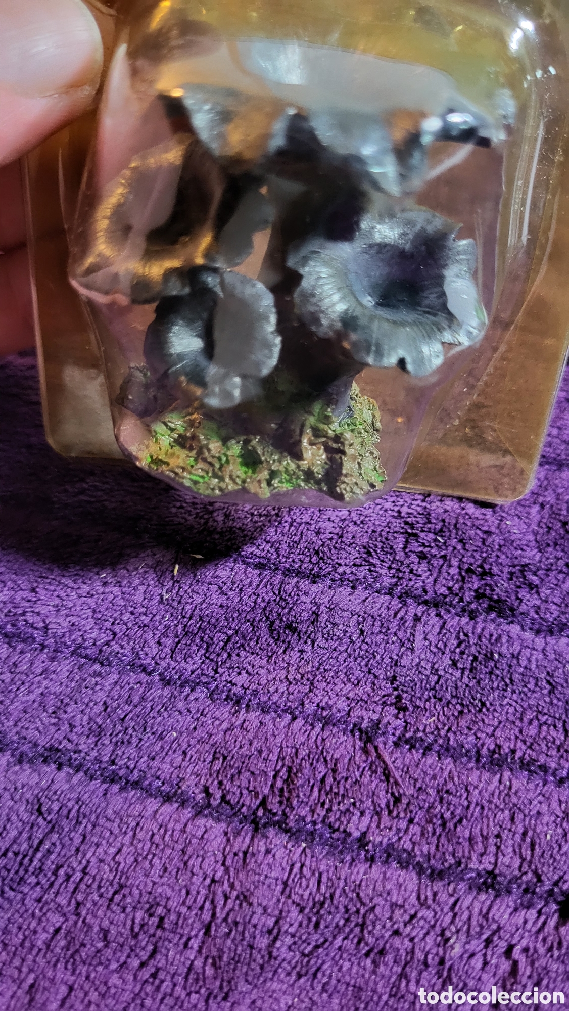 Coleccionismo: Seta colecci&oacute;n Trompeta de la.mort comestible