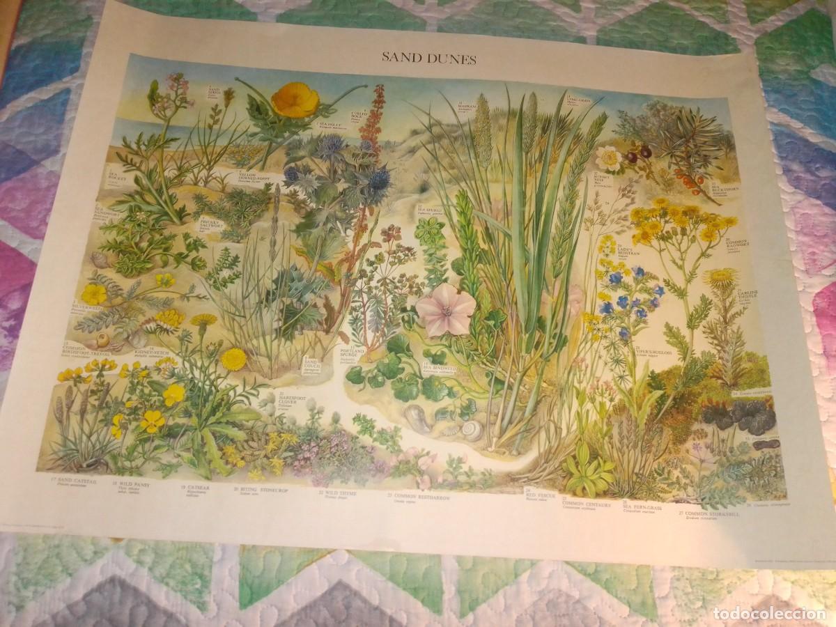 Colecionismo: Cartel flores de las dunas 60x80