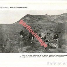 Coleccionismo: LÁMINA FOTOGRÁFICA, 1915, ORCERA, LA RECOLECCIÓN DE LA MEJORANA, 19X13 CM. Lote 366228826