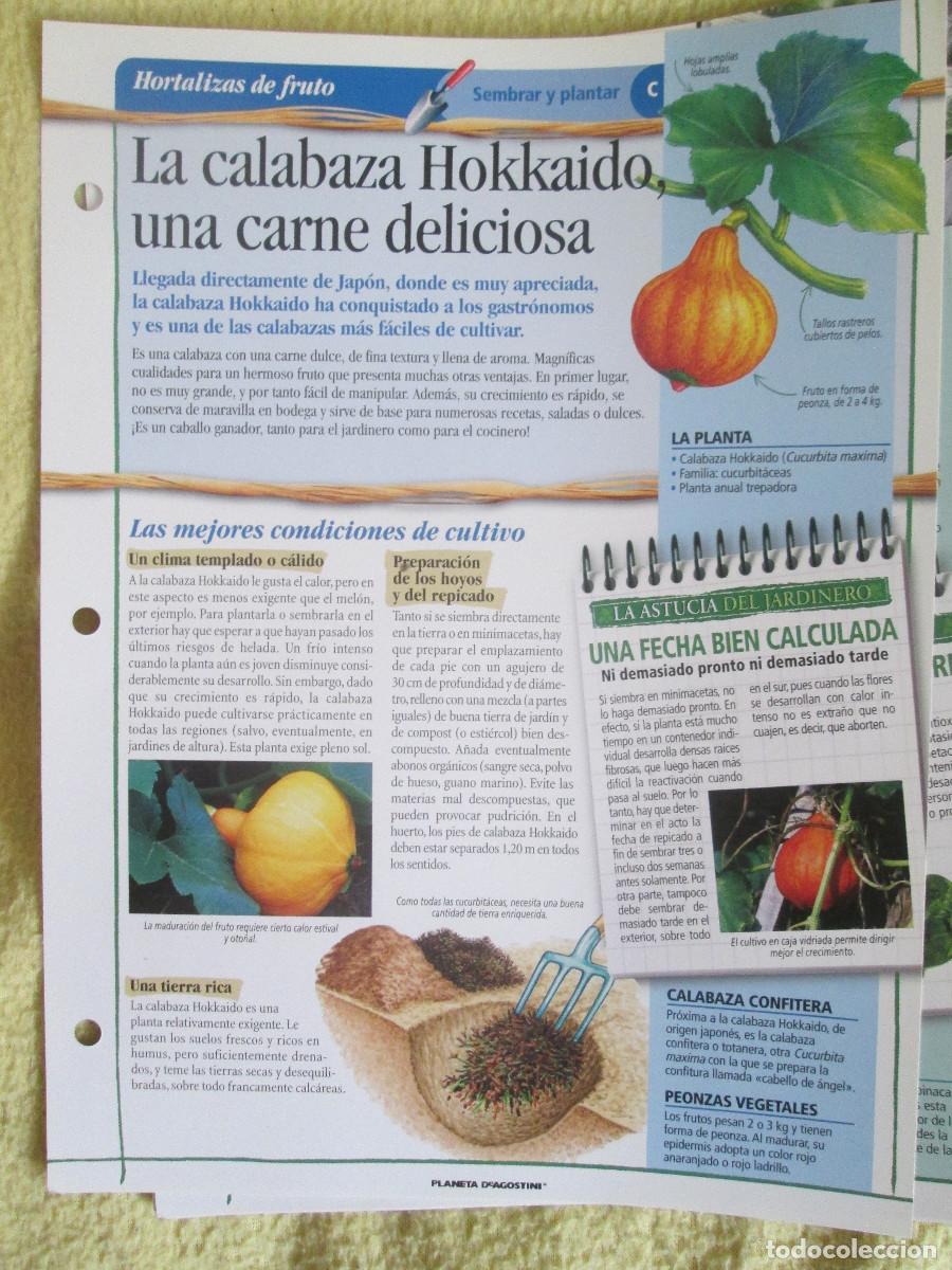 Coleccionismo: PLANETA D'AGOSTINI FICHAS JARDINERIA - LA CALABAZA HOKKAIDO,UNA CARNE DELICIOSA