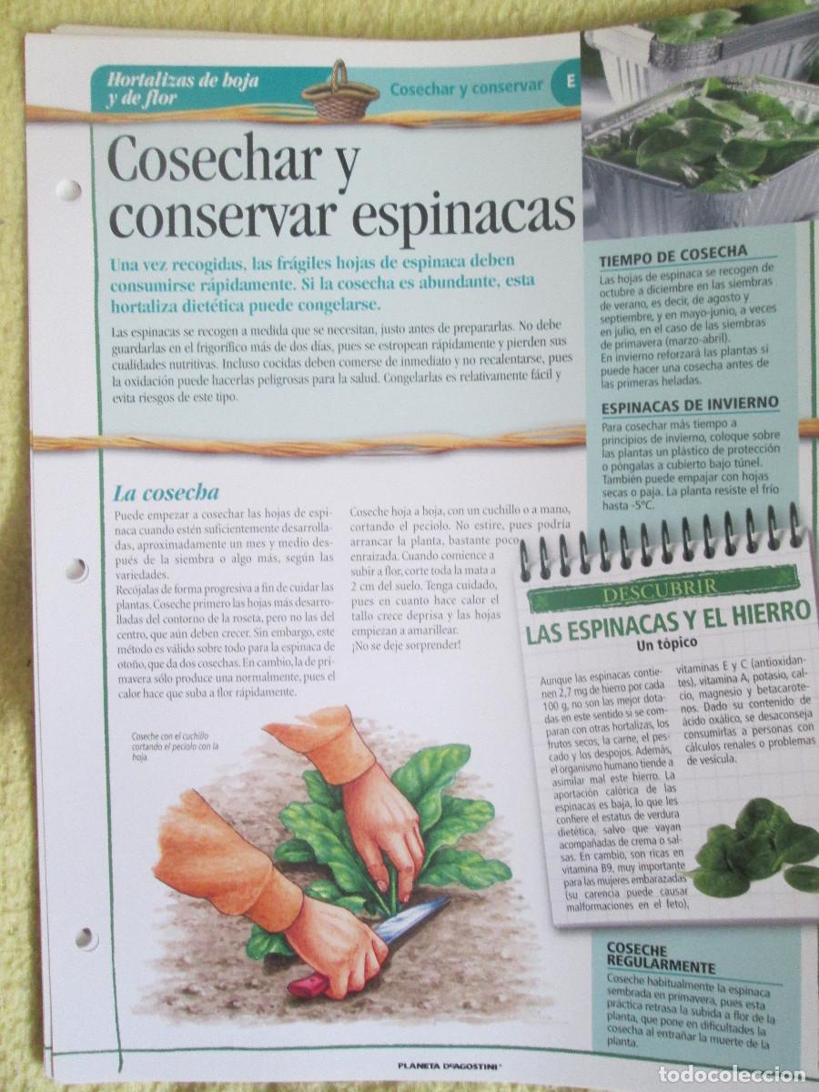 Coleccionismo: PLANETA D'AGOSTINI FICHAS JARDINERIA - COSECHAR Y CONSERVAR ESPINACAS
