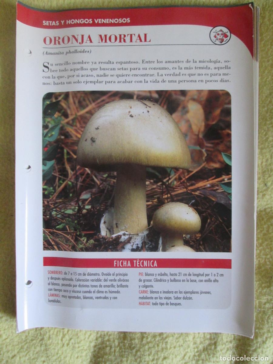 Coleccionismo: PLANETA D'AGOSTINI FICHAS SETAS Y HONGOS - ORONJA MORTAL