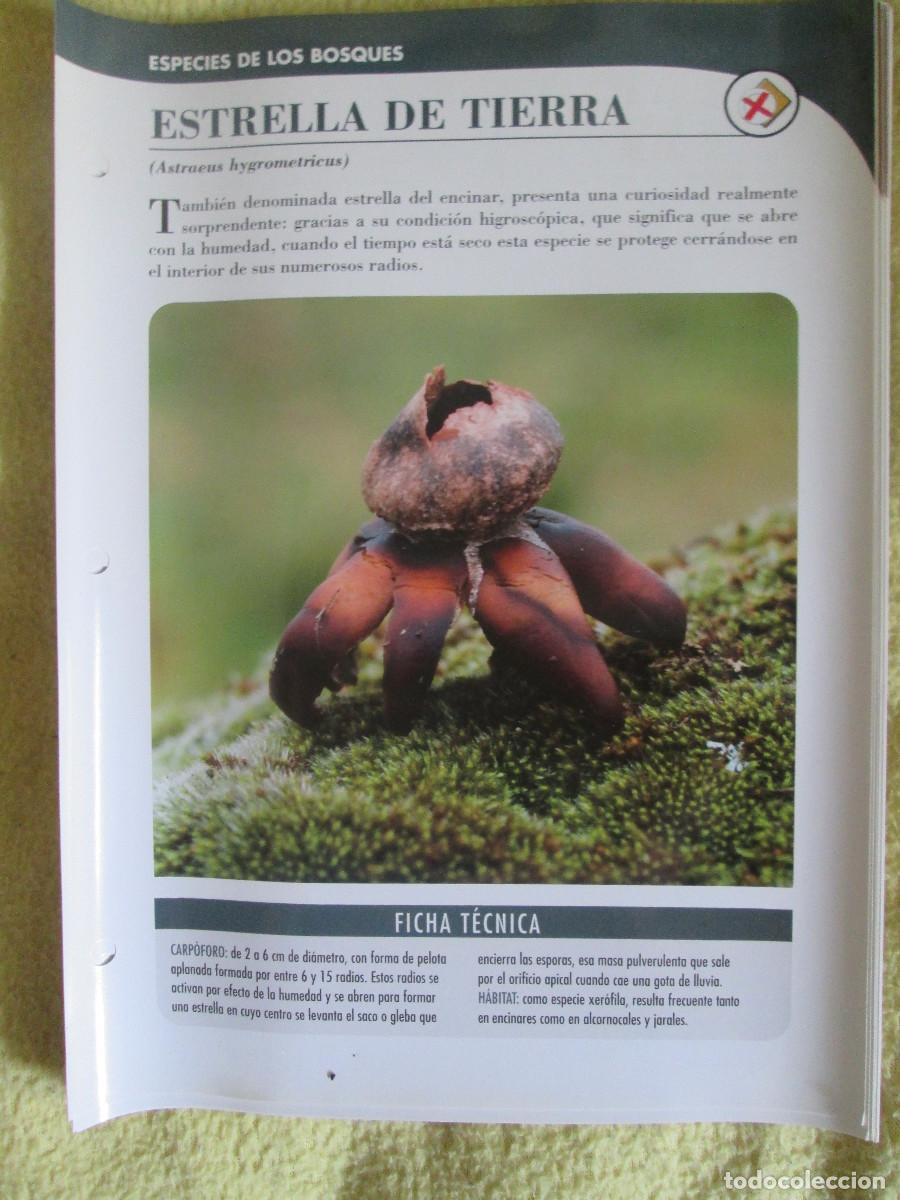 Coleccionismo: PLANETA D'AGOSTINI FICHAS SETAS Y HONGOS - ESTRELLA DE LA TIERRA