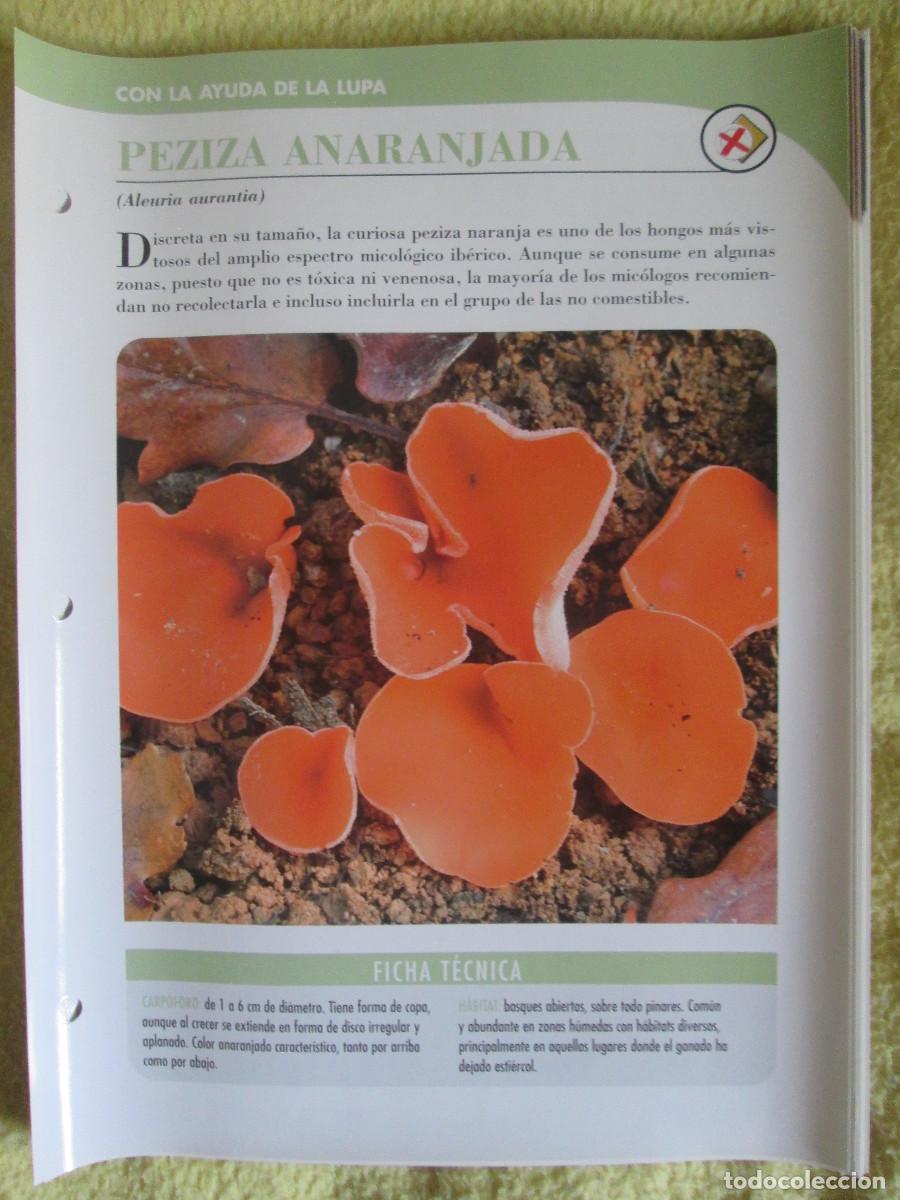 Coleccionismo: PLANETA D'AGOSTINI FICHAS SETAS Y HONGOS - PEZIZA ANARANJADA
