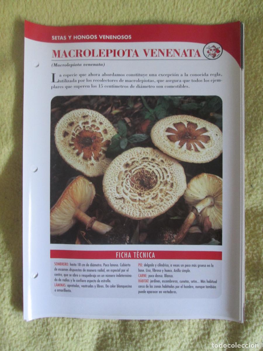 Coleccionismo: PLANETA D'AGOSTINI FICHAS SETAS Y HONGOS - MACROLEPIOTA VENENATA