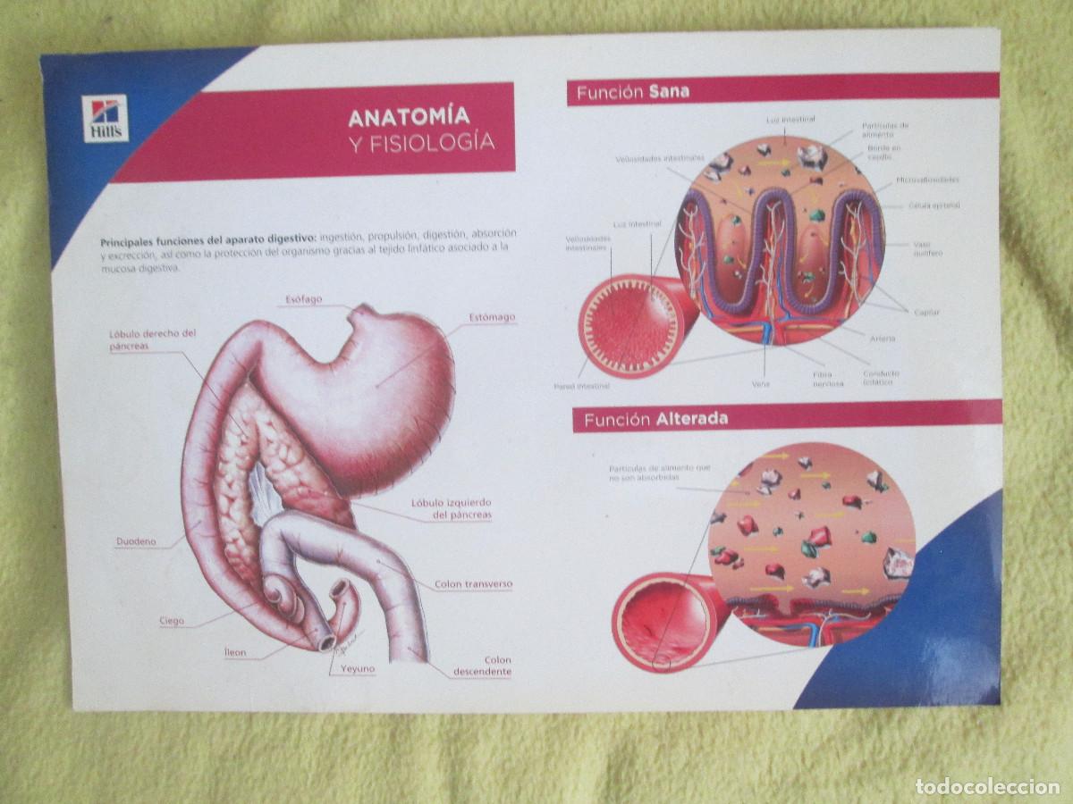 Coleccionismo: ANATOMIA Y FISIOLOGIA (PERROS)