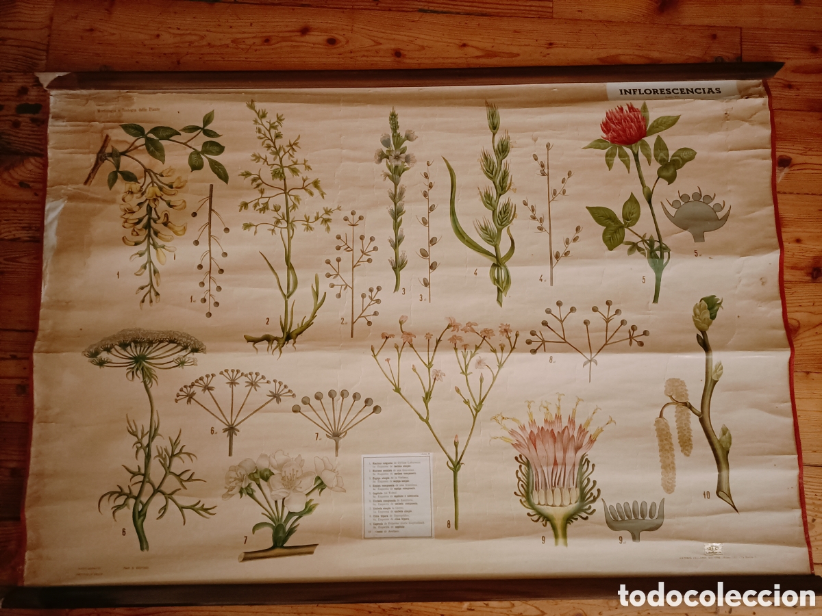 Coleccionismo: Tres carteles / l&aacute;minas bot&aacute;nica de escuela