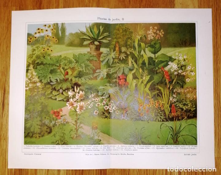 Collezionismo: L&Aacute;MINA. PLANTAS DE JARD&Iacute;N. II. - Espasa-Calpe, 1926