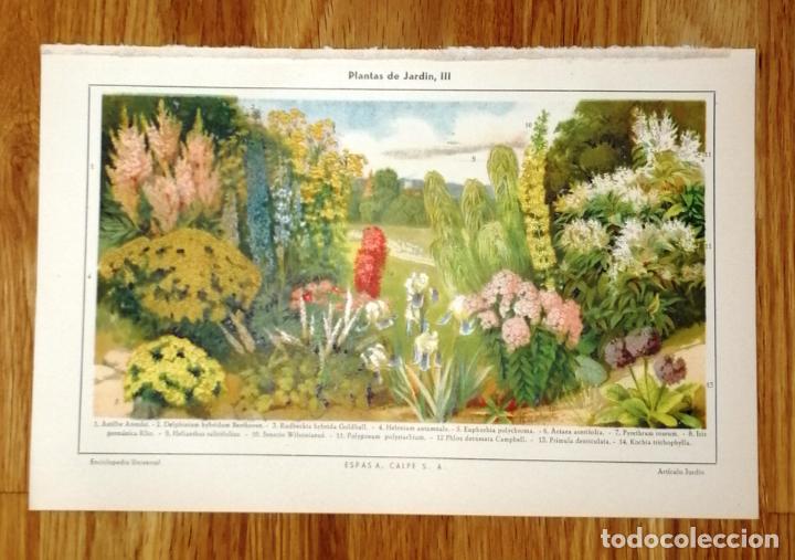 Coleccionismo: L&Aacute;MINA. PLANTAS DE JARD&Iacute;N. III. - Espasa-Calpe, 1926