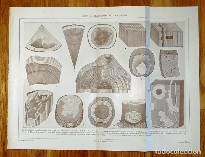 Collezionismo: L&Aacute;MINA. VICIOS Y ENFERMEDADES DE LAS MADERAS. - Espasa-Calpe, 1922