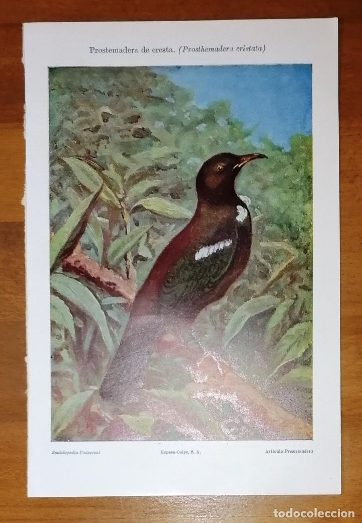 Collezionismo: L&Aacute;MINA. PROSTEMADERA DE CRESTA (Prosthemadera cristata). - Espasa-Calpe, 1922