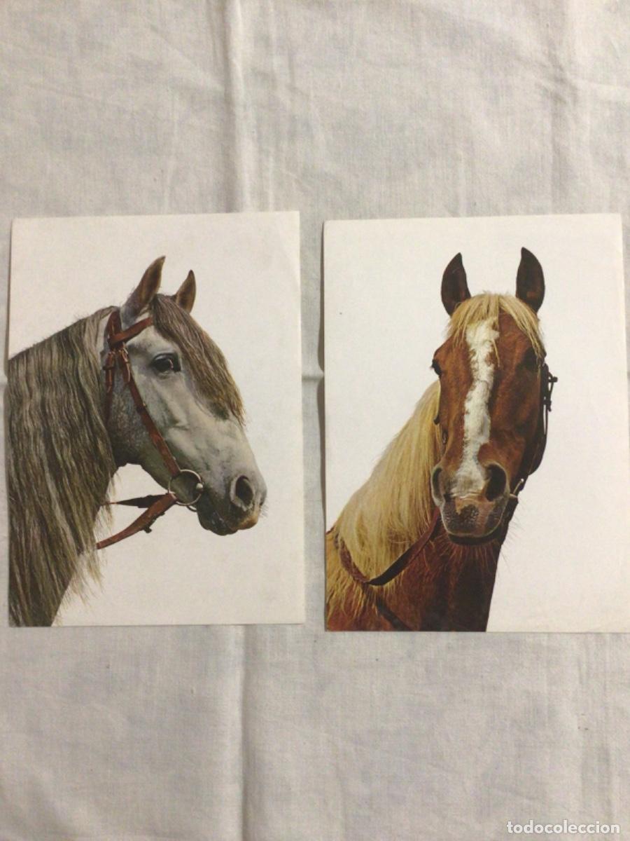 Coleccionismo: 2 l&aacute;minas bustos caballos CyZ 178/ 54 y 55 vintage. 21 x 15 cm.