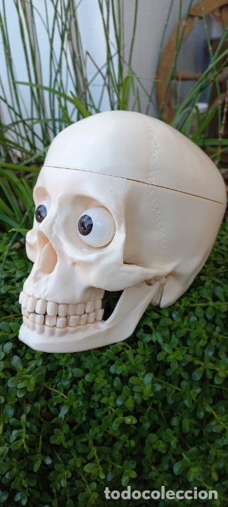 Coleccionismo: CALAVERA O CRANEO HUMANO DE PLASTICO DURO, FABRICADA EN ESPA&Ntilde;A POR RBA EDITORES
