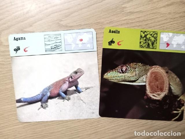 Coleccionismo: FICHAS ANIMALES -- AGAMA - ANOLIS - Foto 1