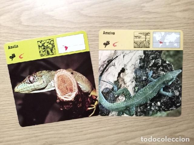 Coleccionismo: FICHAS ANIMALES -- ANOLIS - AMEIVA - Foto 1